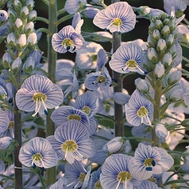 Veronica gentianoides Blue Streak seminte - AAA- SEMINTE RARE