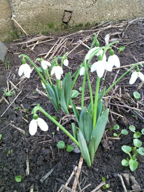  - 01-Flori din curtea mea 2017