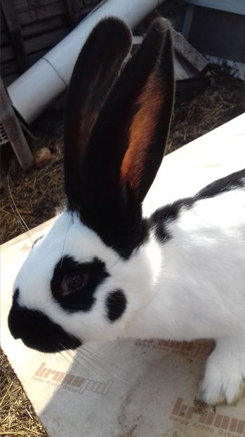  - UPG Alb Negru 2017