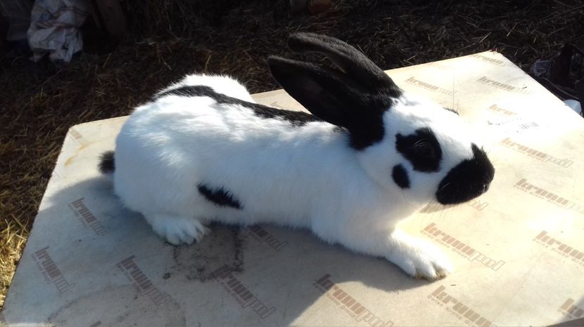  - UPG Alb Negru 2017