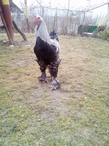 M-am facut baiat mare - Gaini brahma pt 2017