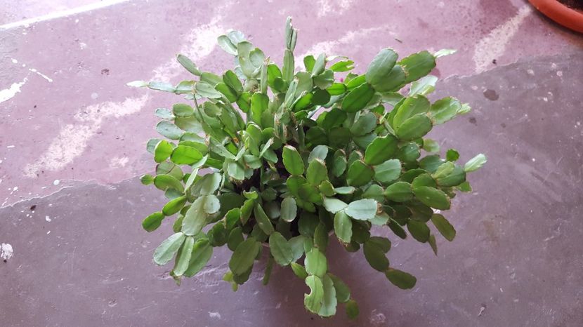 Rhipsalidopsis alb - Rhipsalidopsis