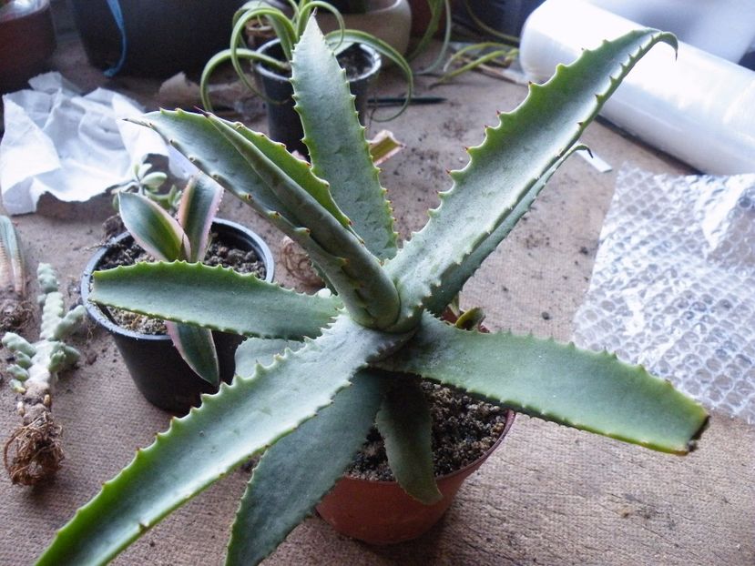 gypsophilla blue - Colectie agave