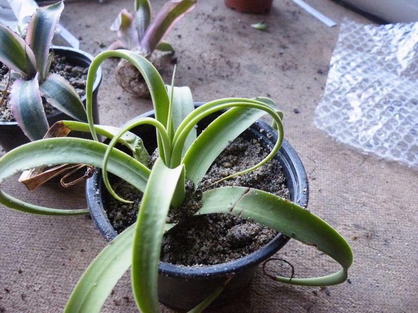 bracteosa - Colectie agave