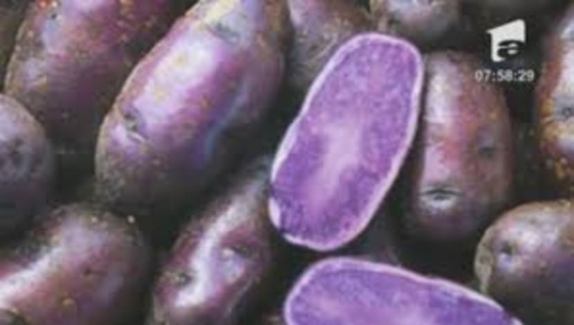 producator cartofi mov 0721339995 romania - Cartofi violet acum si in Romania de Consum si Samanta 0721339995 de vanzare