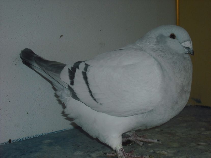 7143-15 - Femele 2017