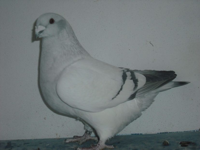 2511-16 - Femele 2017