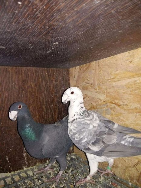 received_1785115328419776 - Poze Maturi 2017