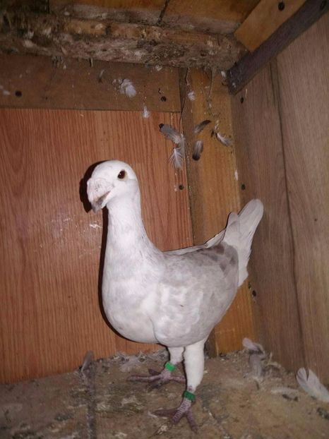 F-2013 - Poze Maturi 2017