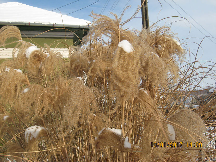 Picture 7672 - Flori de gradina 2015-2018