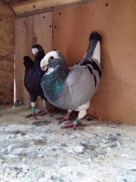 received_320514398329834 - Poze Maturi 2017