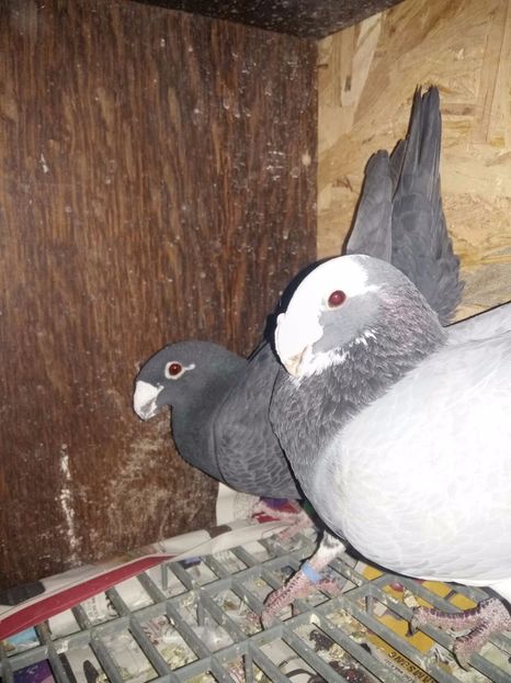 IMG-20161031-WA0002 - Poze Maturi 2017