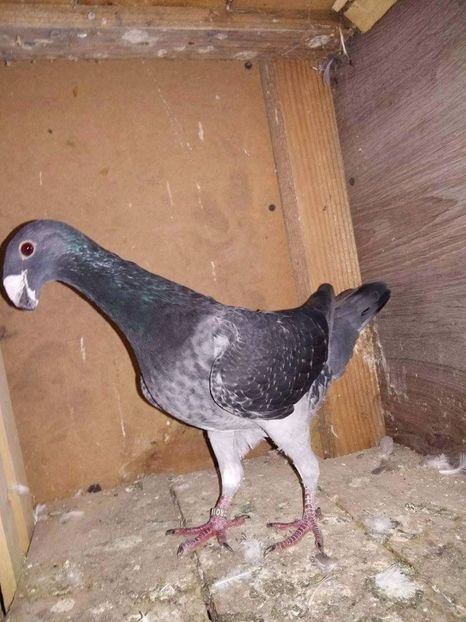 received_309966459384628 - Poze Maturi 2017