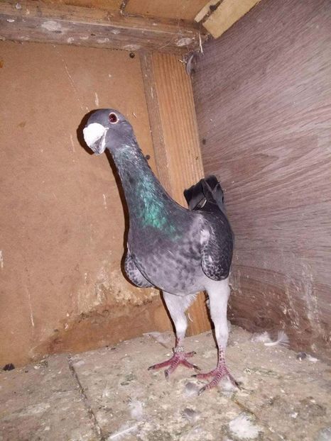 received_309966456051295 - Poze Maturi 2017