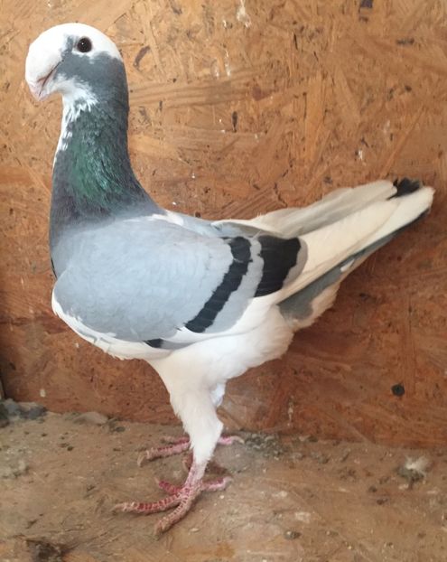 Femela 2016 - Voiajori germani de frumusete - MATCA