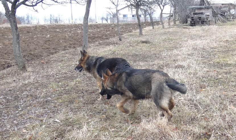  - Ciobanesc German Athos