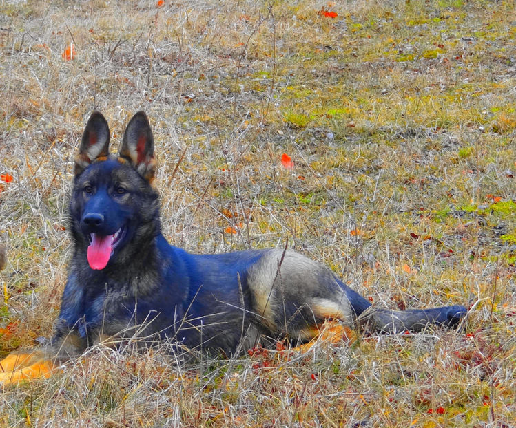 ATHOS 3 - Ciobanesc German Athos