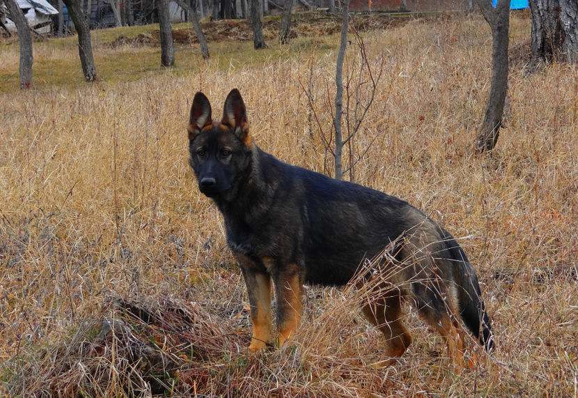 ATHOS 5 - Ciobanesc German Athos