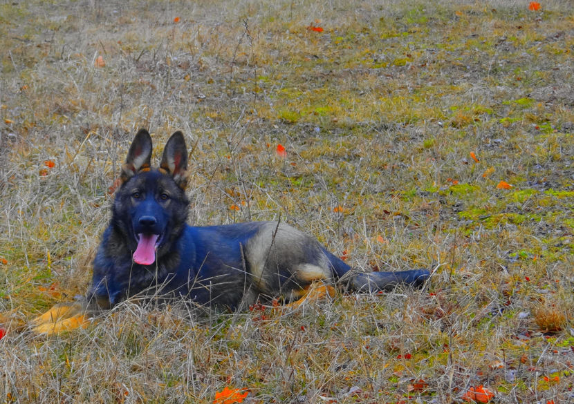 ATHOS 2 - Ciobanesc German Athos