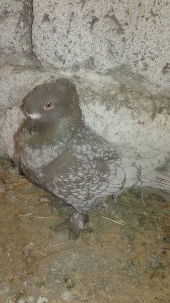  - Porumbei blondineti