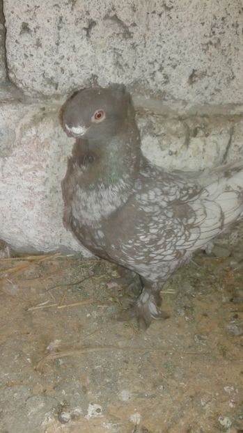  - Porumbei blondineti