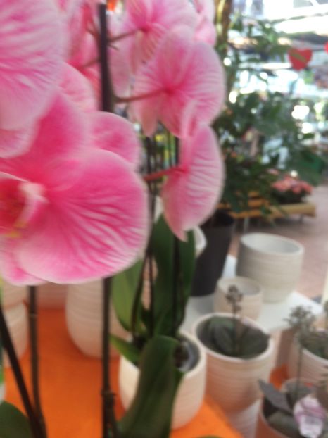 27.02.2017 - Expozitie de Orhidee