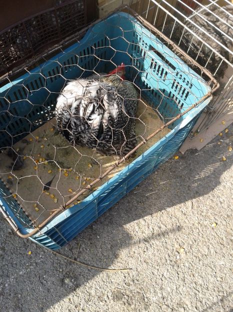 Fotografie0125 - 18 --- targ pancevo serbia 26 02 2017