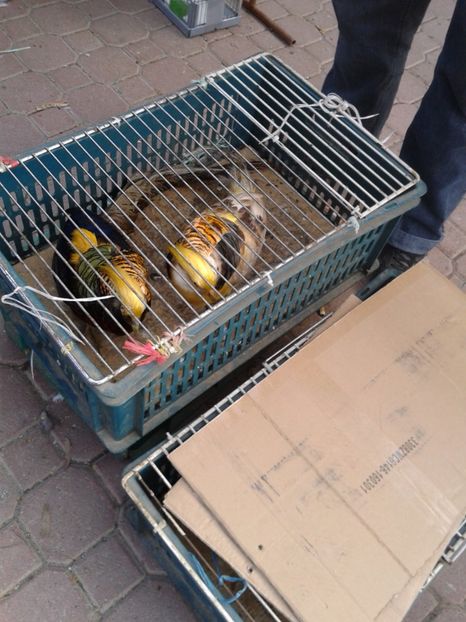 Fotografie0126 - 18 --- targ pancevo serbia 26 02 2017