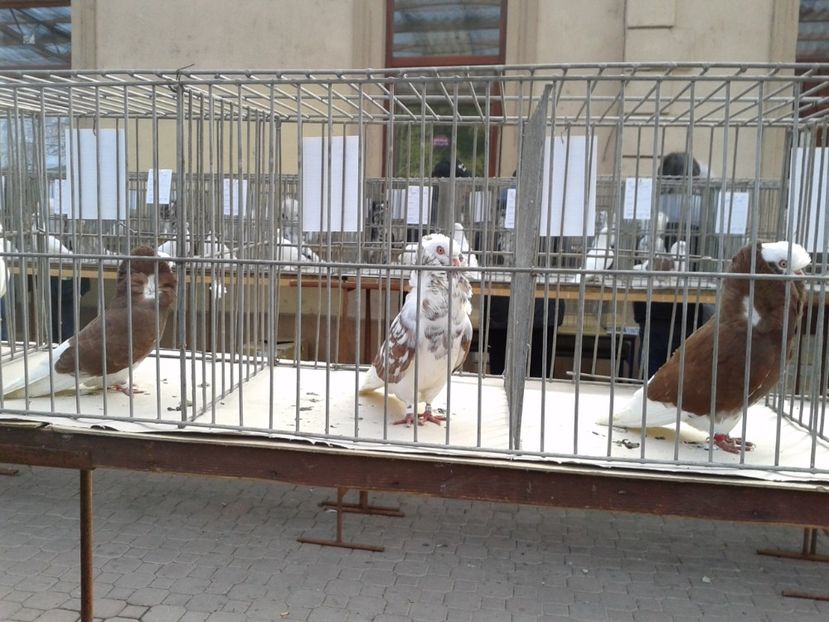 Fotografie0127 - 18 --- targ pancevo serbia 26 02 2017