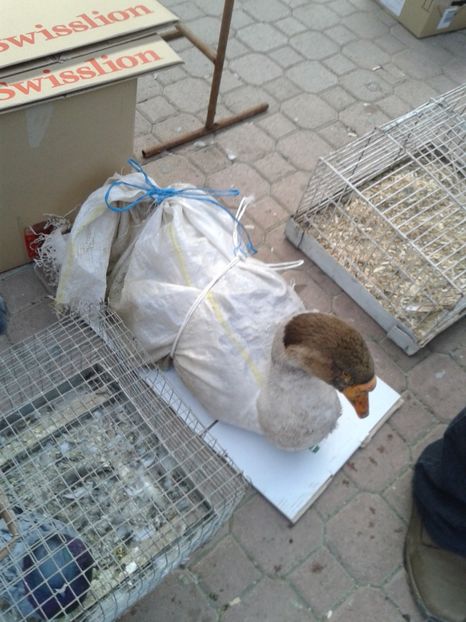 Fotografie0129 - 18 --- targ pancevo serbia 26 02 2017