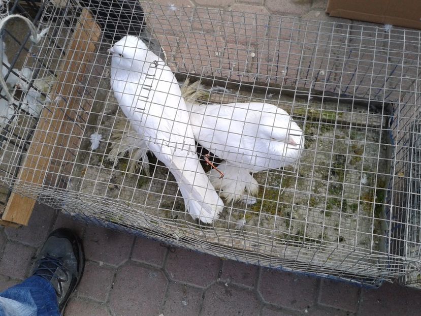 Fotografie0130 - 18 --- targ pancevo serbia 26 02 2017