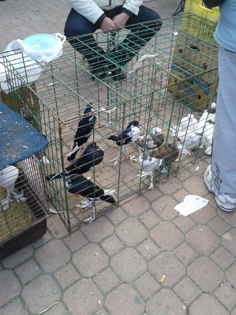 Fotografie0132 - 18 --- targ pancevo serbia 26 02 2017