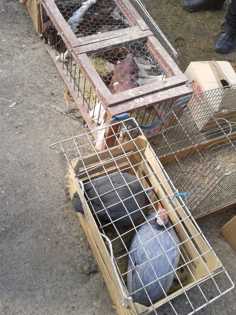 Fotografie0139 - 18 --- targ pancevo serbia 26 02 2017