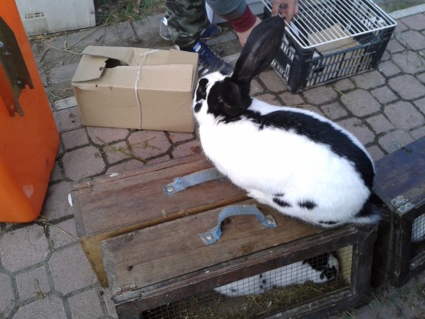 Fotografie0147 - 18 --- targ pancevo serbia 26 02 2017