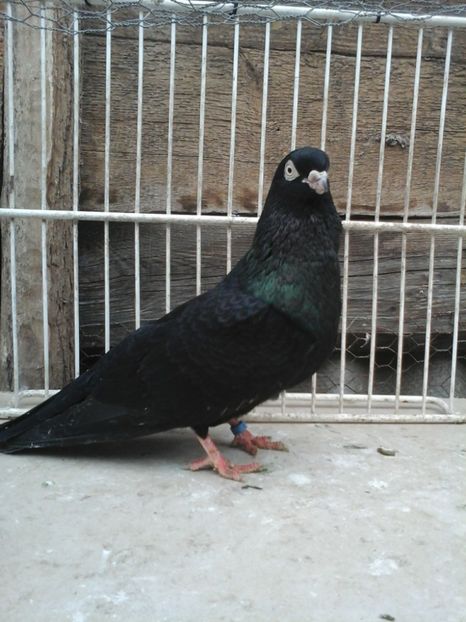 M (cazator) - jucatori pana simpla