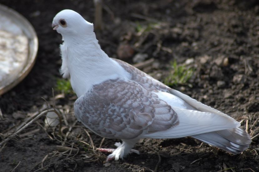  - De vanzare Misirli