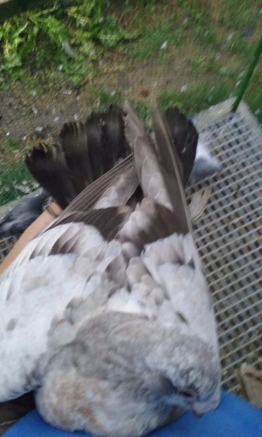 Rubella - Spread - Tiger grizzle - 5 Tiger Grizzle