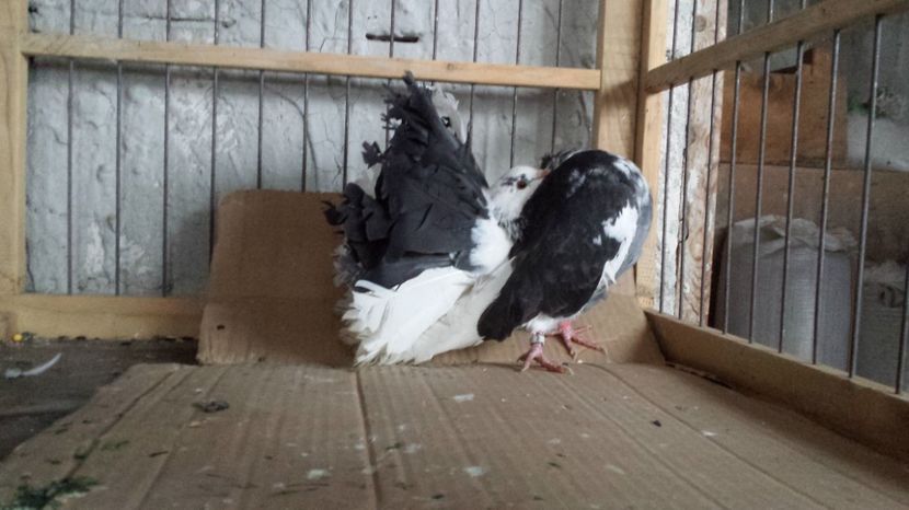 Femela 2016 nr13 - De vanzare VOLTATI