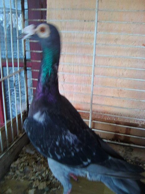 Photo0528 - carieri matca 2017