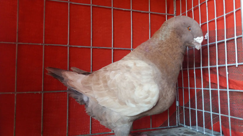 M-2014 - 5-AMERICANI MATCA 2017