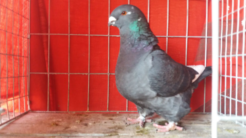 F-2016 - 5-AMERICANI MATCA 2017