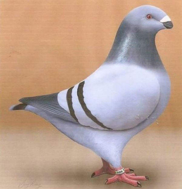 Perechea nr 2 - 5-AMERICANI MATCA 2017