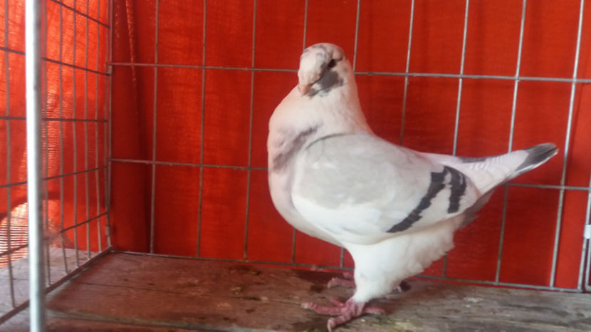 F-2014 - 5-AMERICANI MATCA 2017