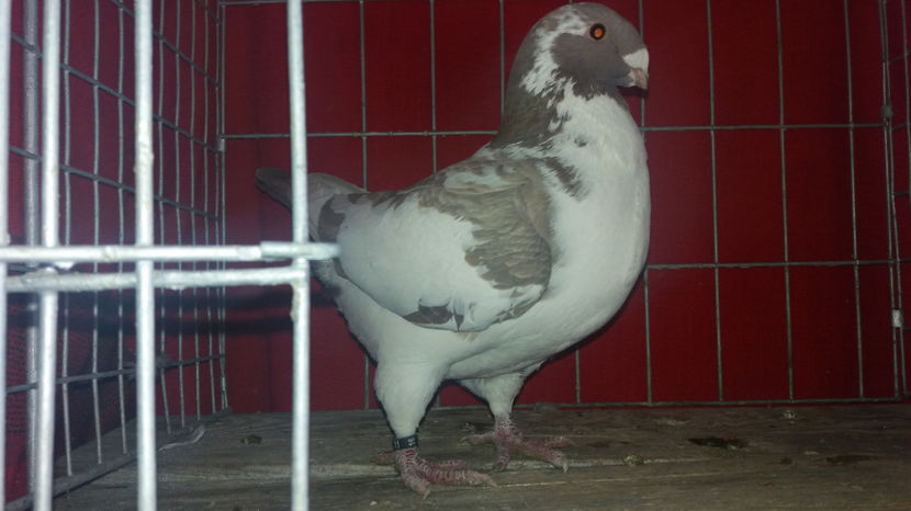 Vandut - 5-AMERICANI MATCA 2017