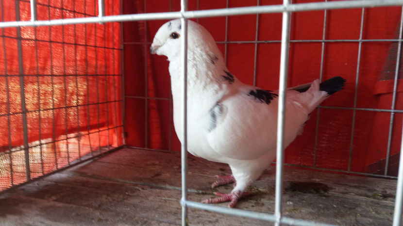 Vandut - 5-AMERICANI MATCA 2017