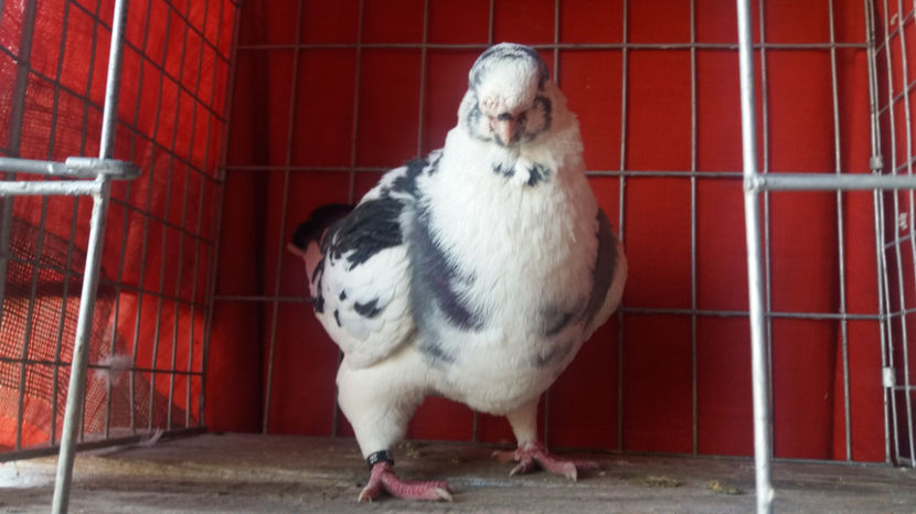 M-2016 - 5-AMERICANI MATCA 2017