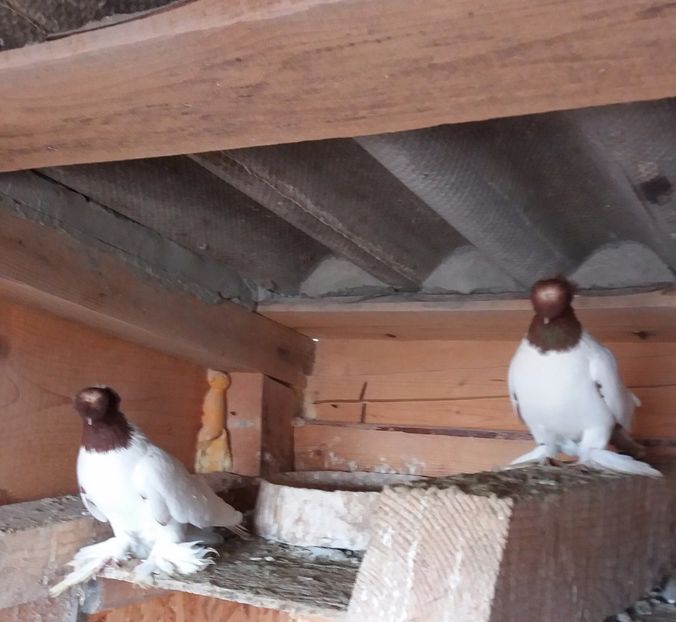 Doi frați 2016 - JDB-CAP ROSU