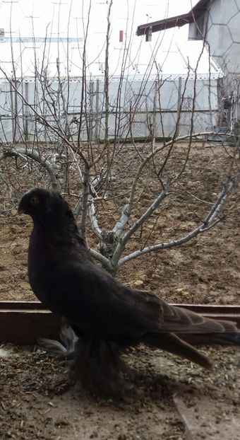  - JDB-unicolori CASTANII