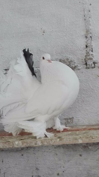  - de vanzare voltati maghiari incaltati