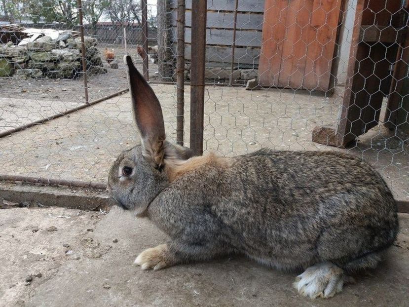  - femele urias german